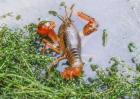 影响龙虾养殖效益的因素