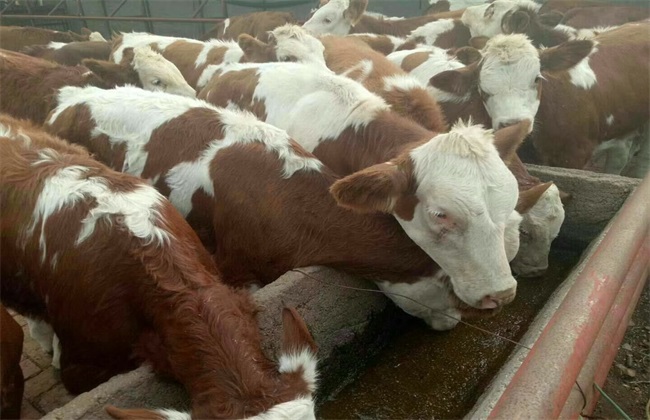 牛流行热症状及治疗方法