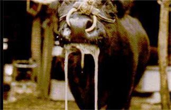牛流行热 症状 治疗方法