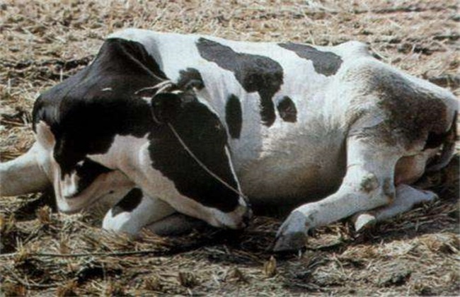 牛流行热 症状 治疗方法