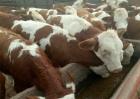 牛流行热症状及治疗方法