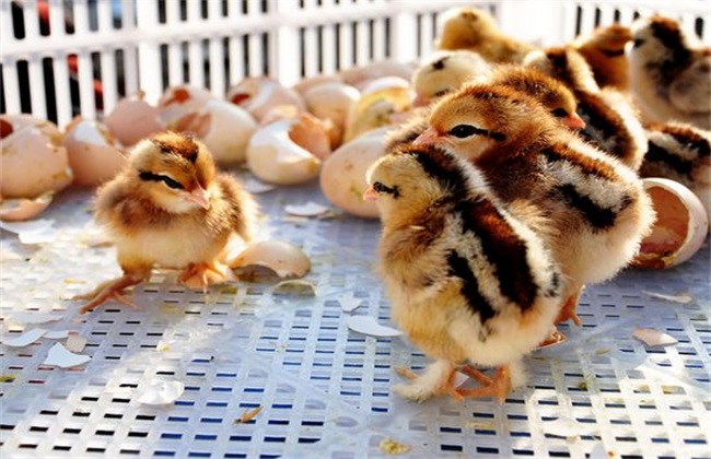 育雏鸡 饲养管理 管理技术
