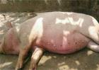 猪饲料中毒或药物中毒的抢救方法