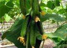夏季黄瓜种植注意事项