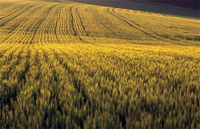 黑麦的种植技术
