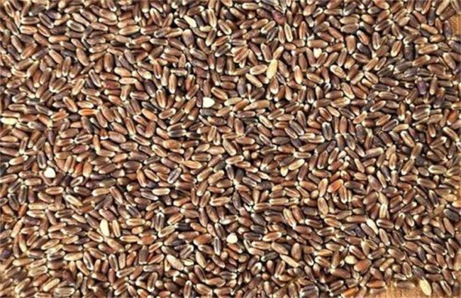 黑麦的种植技术