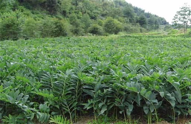 玉竹 种植方法 种植技术