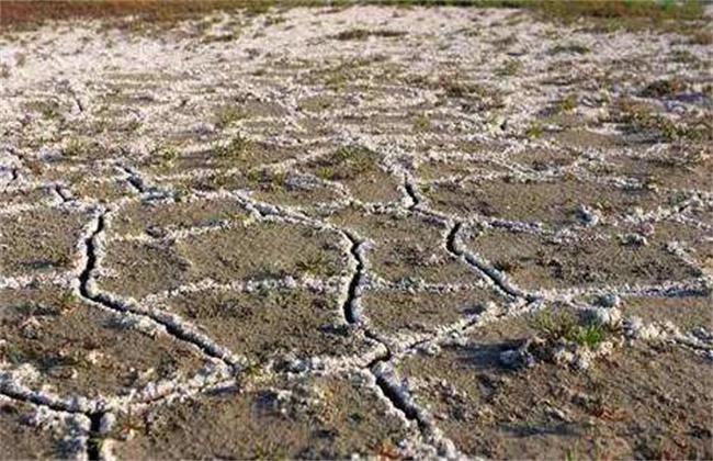 大棚土壤盐碱化原因及防治措施