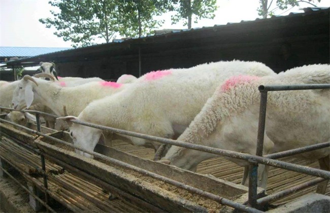 夏季养羊如何增膘