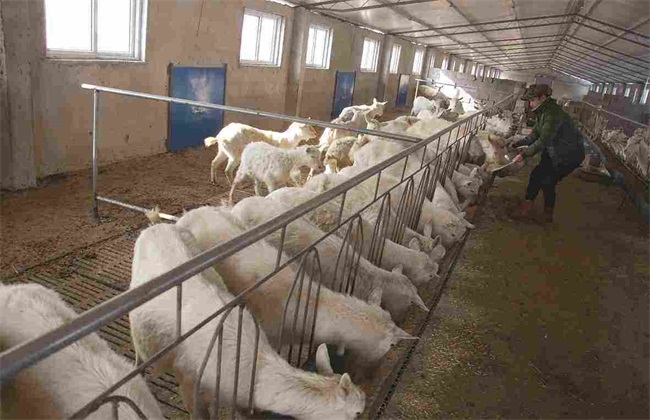 夏季养羊 如何增膘 管理方法