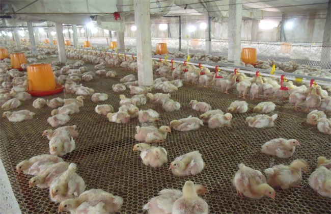肉鸡 育成期 饲养管理技术