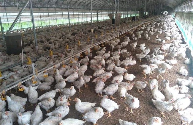 肉鸡 育成期 饲养管理技术