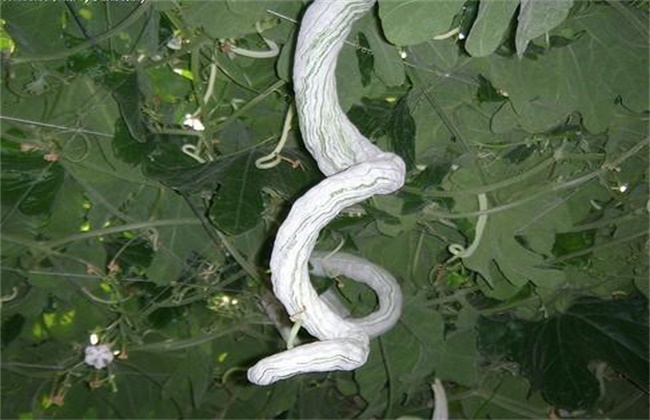蛇瓜播种育苗技术