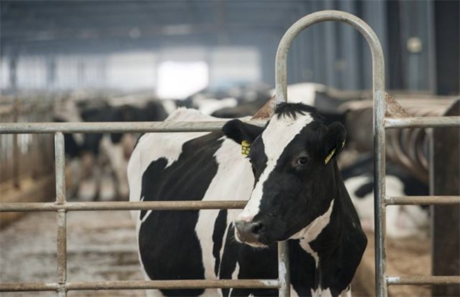 奶牛 围产期 饲养管理