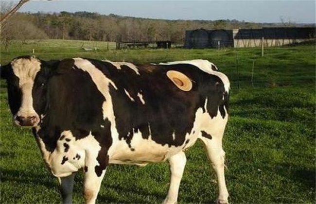 奶牛 围产期 饲养管理