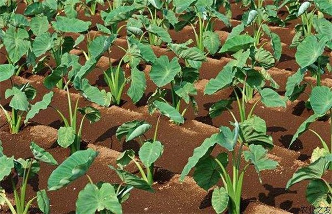 香芋 栽培技术 种植技术
