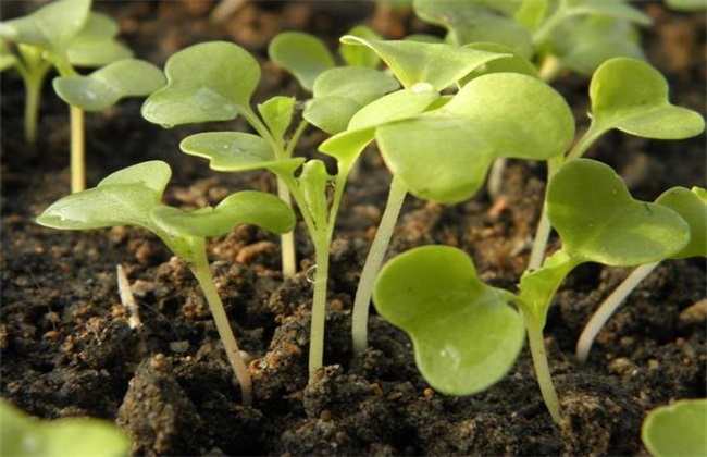 小白菜 怎么栽培 栽培技术