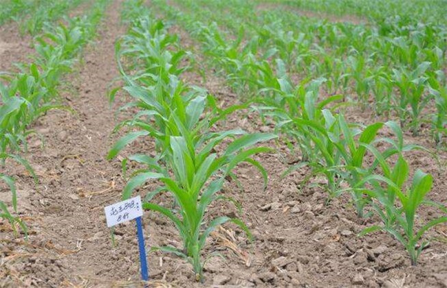 玉米苗期除草技巧