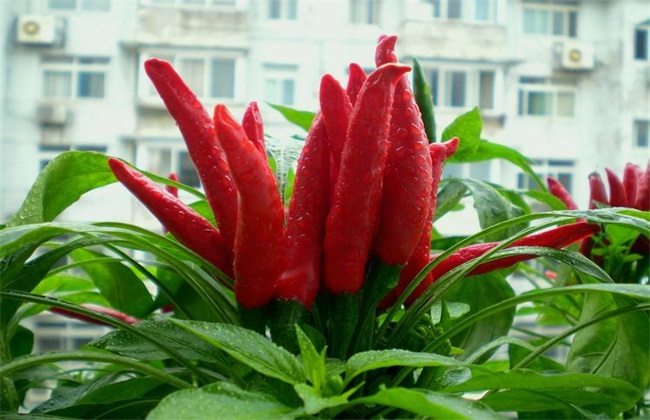 辣椒常见品种