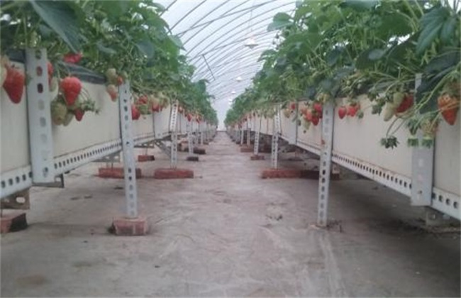 草莓 无土栽培技术 草莓无土栽培