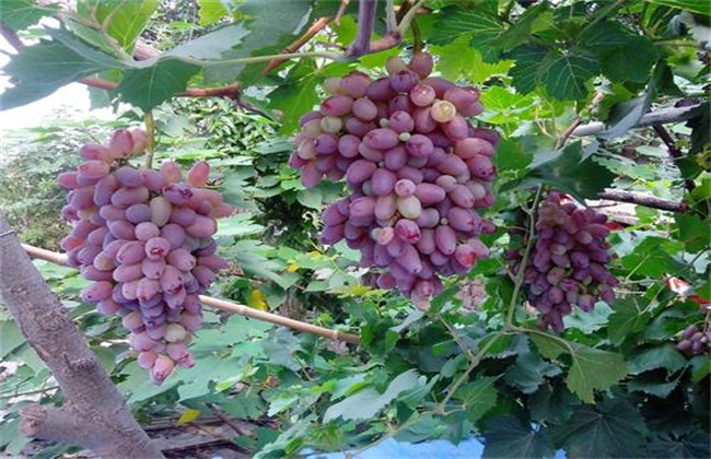 如何提高 葡萄 产量