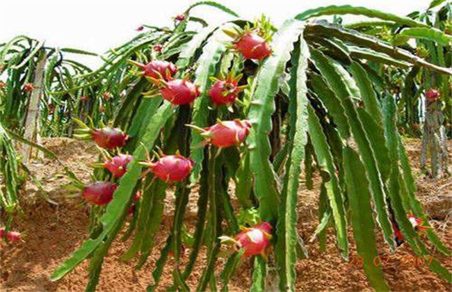 火龙果 种子 种植方法
