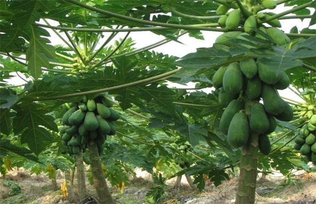 木瓜 种植方法 管理方法