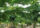 木瓜的种植方法和管理