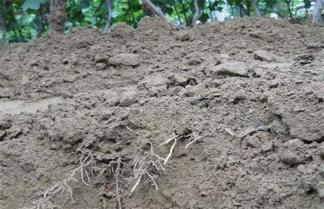 土壤