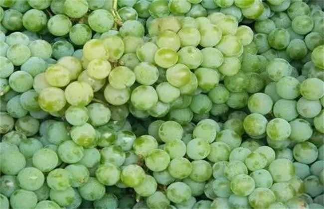 水晶葡萄种植技术