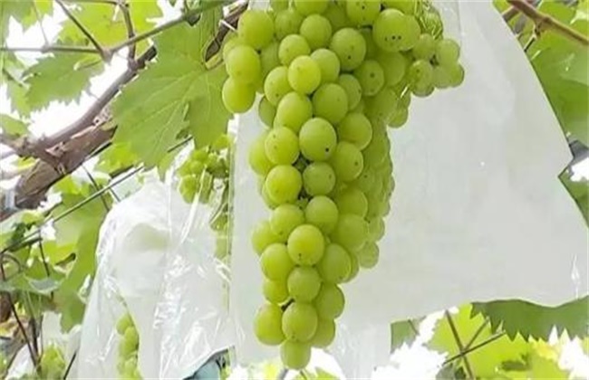 水晶葡萄种植技术