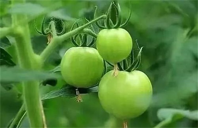 西红柿膨果慢原因及防治方法