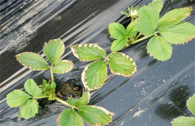 草莓肥害原因及补救措施