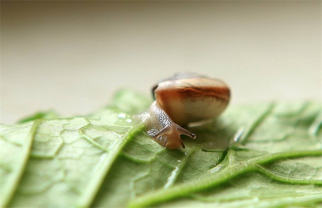 白菜地蜗牛防治