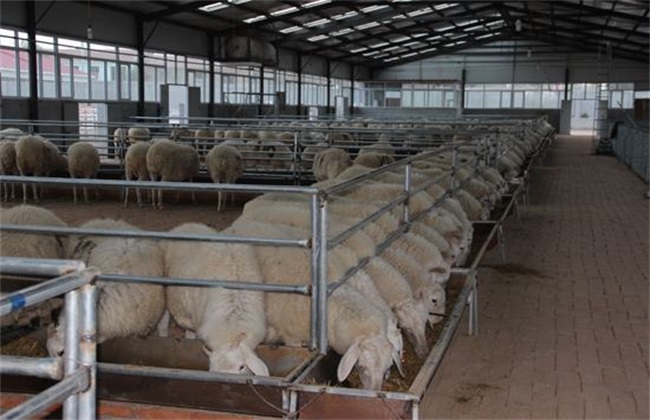 养羊 如何提高 养羊效益