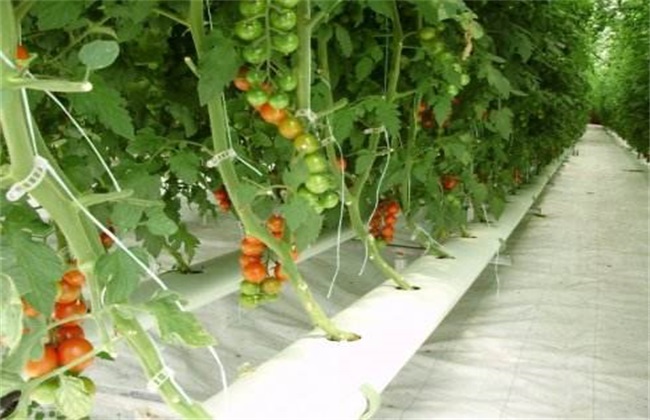 番茄水培技术
