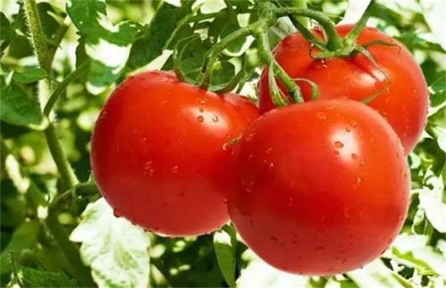 夏季番茄保花保果方法