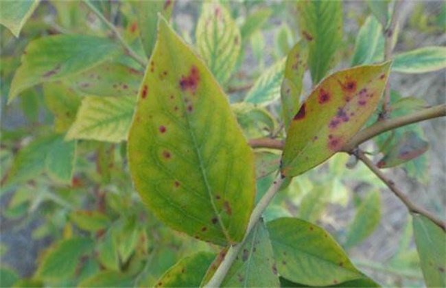 蓝莓常见的病毒性病害防治方法
