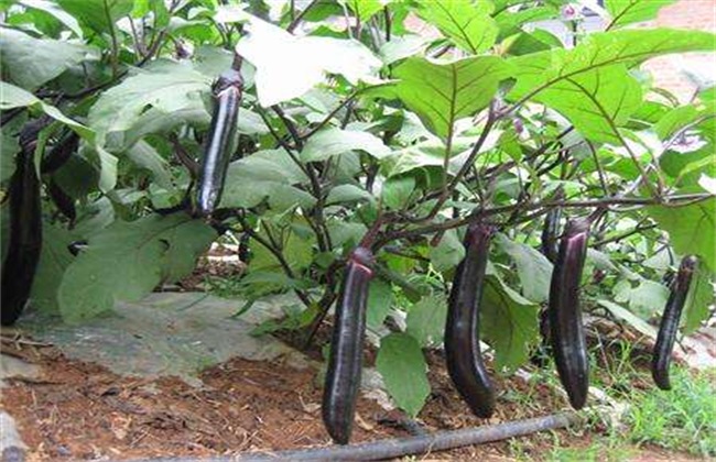 夏季 露地茄子 七月种植法