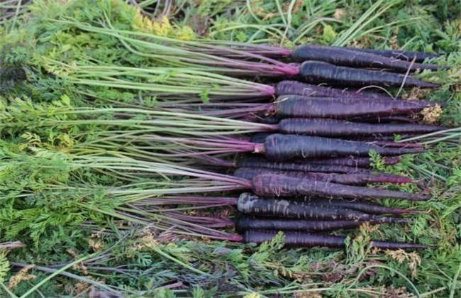 紫胡萝卜的种植技术