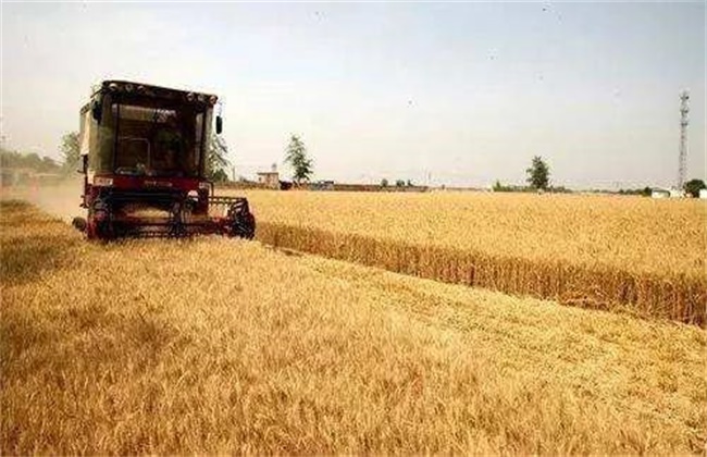 小麦收获期遇阴雨天气该怎么办