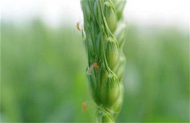 小麦吸浆虫防治技术