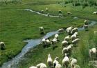 肉羊四季放牧管理