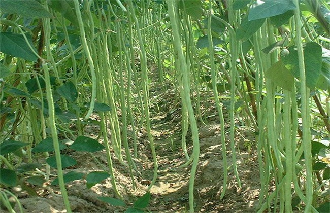 豇豆的高产施肥方法
