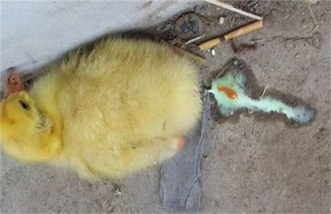 夏季鸭子常见传染病