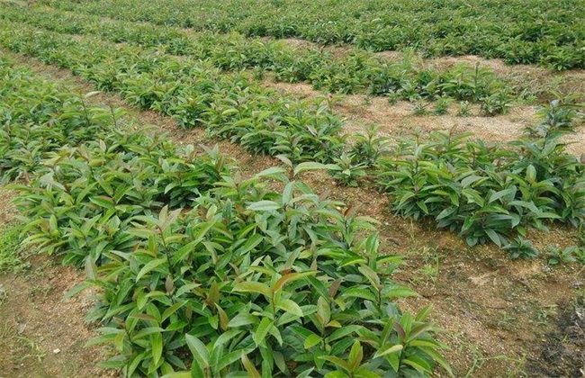 苦丁茶 威尼斯人平台_种植技术 苦丁茶种植