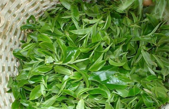 茶树 茶树生长环境 种植要求