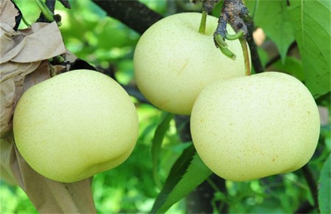 水晶梨种植技术