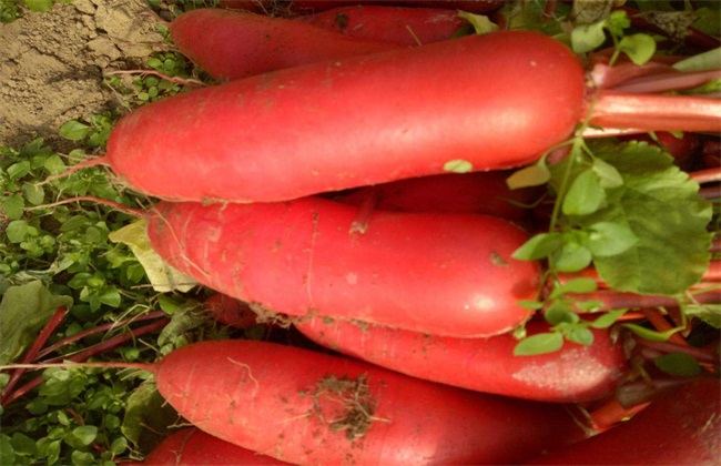 大棚红皮萝卜种植技术