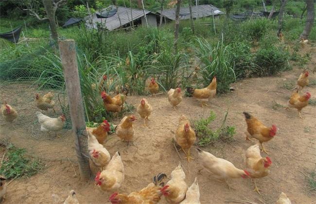 散养鸡的管理技术